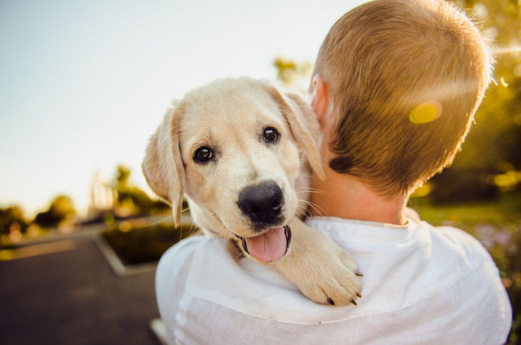 Вакцина от пироплазмоза собак: стоит ли делать «прививку от клеща»?